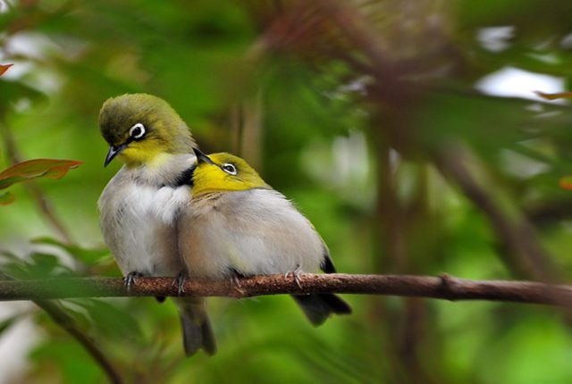 A lovely couple in the green nature of Vietnam