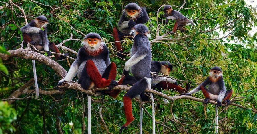 Experience biodiversity and nature’s beauty at Cuc Phuong National Park in Vietnam