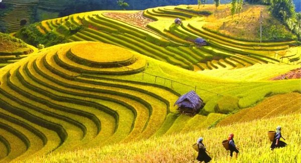 Ripe rice fields in Dien Bien