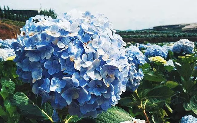 A poetic corner in Hydrangea Garden of Da Lat A poetic corner in Hydrangea Garden of Da Lat