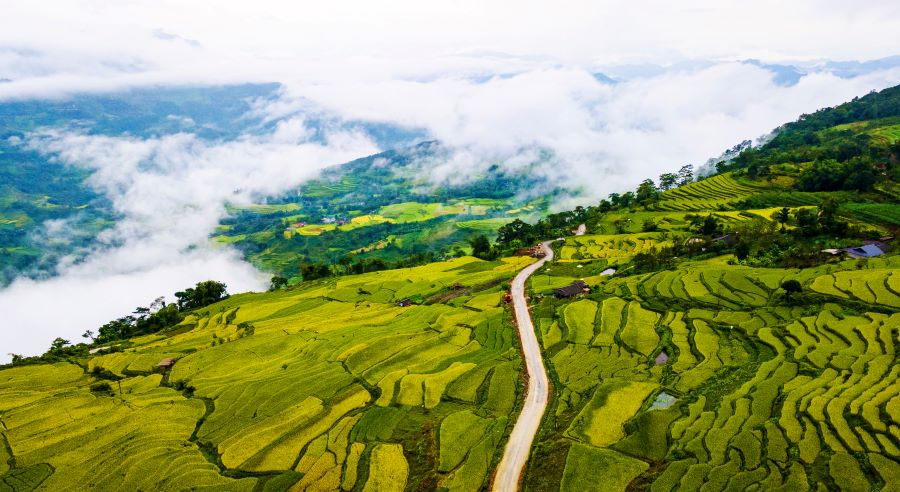 Farmers tend Hong Thai terraced rice fields, crafting beauty and bounty step by step.
