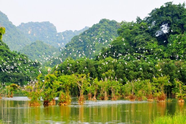 Poetic Thung Nham Bird Garden