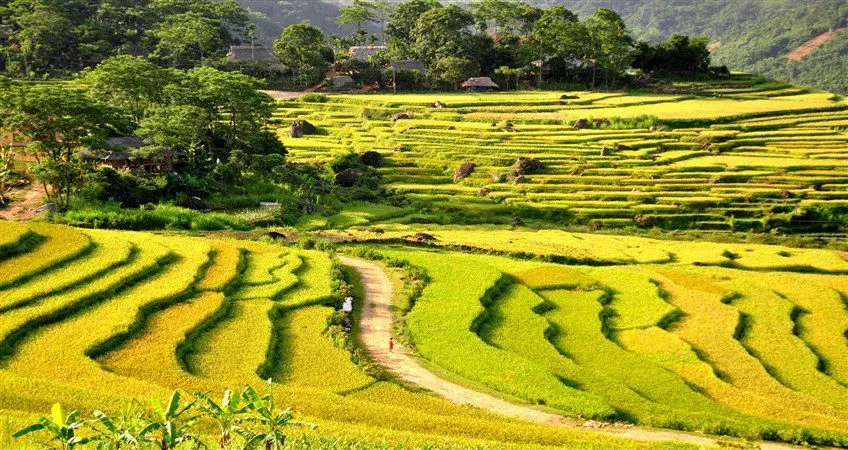 Vietnam rice fields