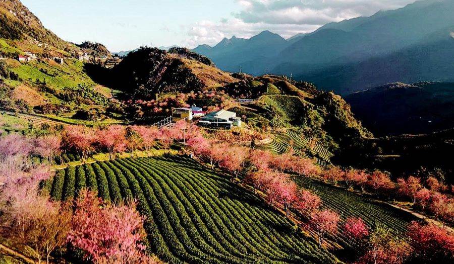 Wander Sapa’s roads of spring, where nature whispers through lush terraced hills