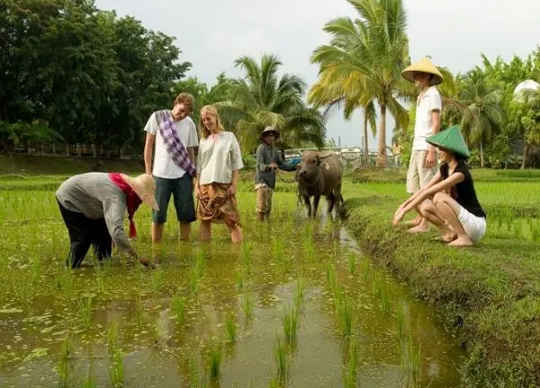 Visitors can experience rice plating with dedicated guidance