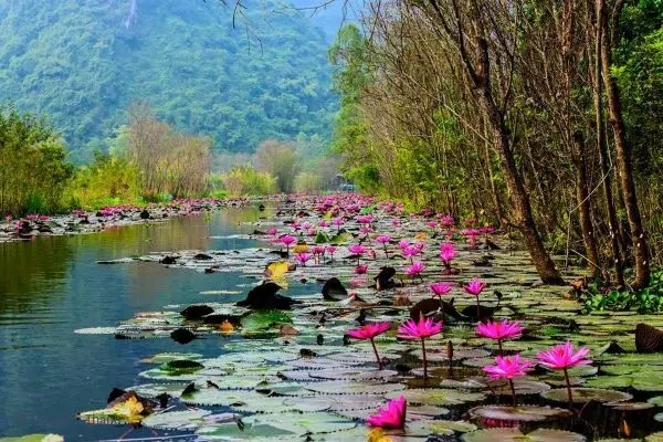 The beauty of Yen river in flower season